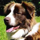 Aleck was adopted in August, 2006